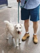 还要学会若何看待宠